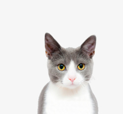 小猫表情猫脸部特写高清图片