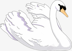 白色羽毛家养鹅张开翅膀的大鹅高清图片