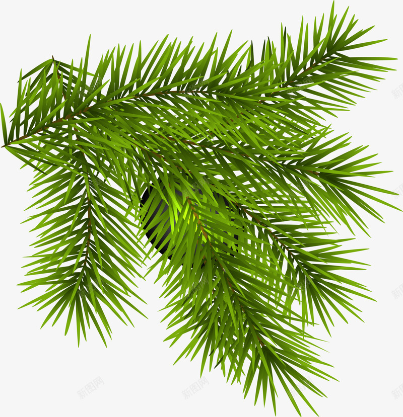 绿色圣诞节植物png免抠素材_新图网 https://ixintu.com 圣诞节 枝条 树枝 清新植物 绿色植物 节日小草 装饰图案