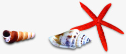 各种海洋类生物海螺海星素材