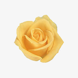 黄色玫瑰花朵素材