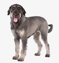伸舌头的狗伸舌头的黑毛狗高清图片