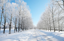 摄影森林冬季的雪景素材