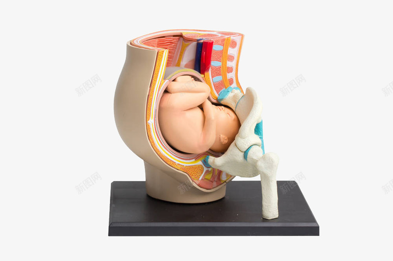 展示胚胎模型png免抠素材_新图网 https://ixintu.com 出生 婴儿 宝宝 小娃娃 展示 新生儿 模型 母婴 胎儿 胚胎 脐带 诞生 降临