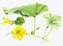 黄色花朵荷叶植物素材