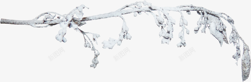 冬日冰雪覆盖树枝png免抠素材_新图网 https://ixintu.com 冬日 冰雪 冰雪覆盖 树枝 覆盖 雪枝