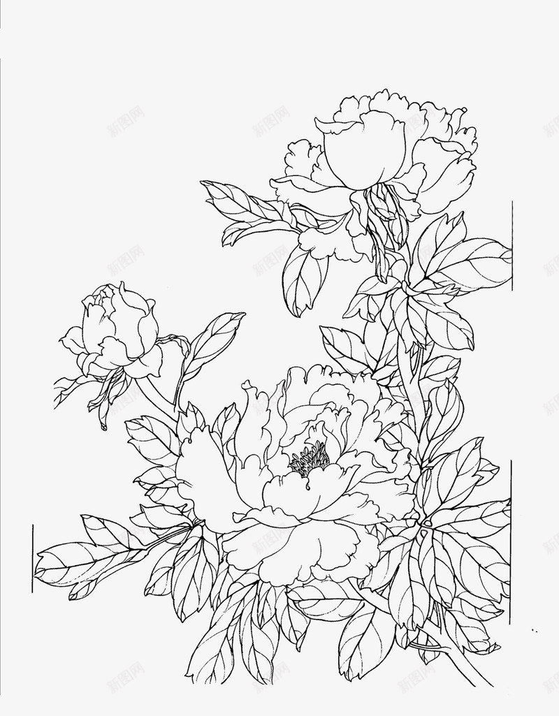 牡丹花白描png图片免费下载 素材7nzvgeugk 新图网 牡丹花白描png图片免费下载 素材7nzvgeugk 新图网