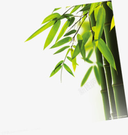 端午绿色竹子竹叶素材