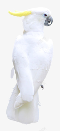 白色鹦鹉黄头纯白色的鹦鹉高清图片