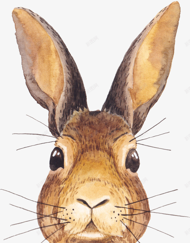 com q版兔子 动物 手绘兔子 长耳朵