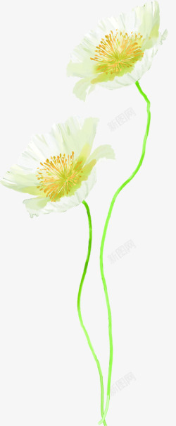 手绘教师节白色花朵贺卡素材