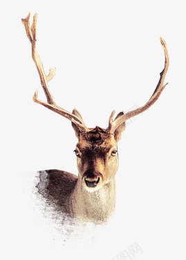 手绘麋鹿png免抠素材_新图网 https://ixintu.com 圣诞节 手绘 鹿头 麋鹿