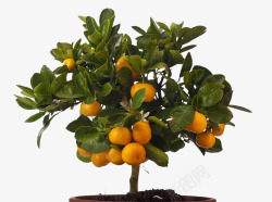 橘树上小金橘高清图片