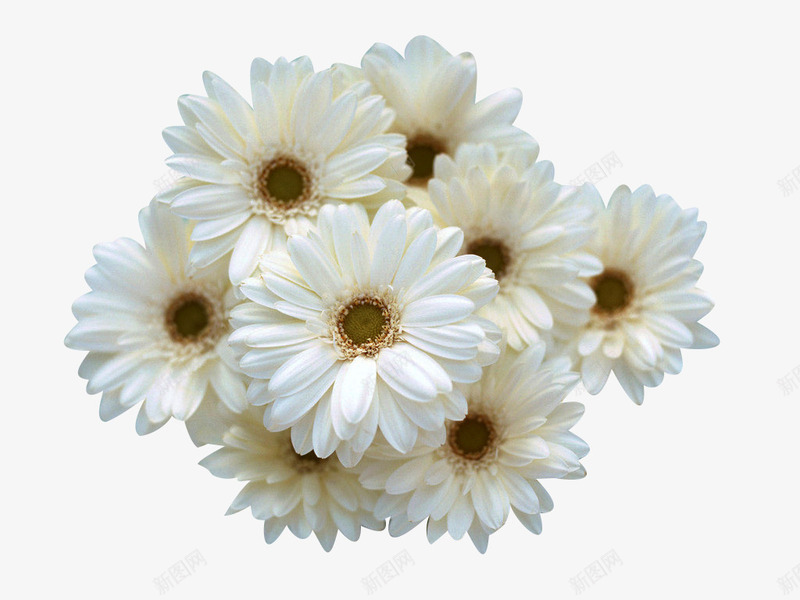 杭白菊花卉png免抠素材_新图网 https://ixintu.com 小白菊 杭白菊 植物 花卉 菊花 鲜花