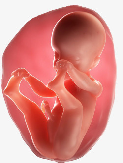 宝宝胚胎素材