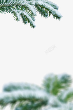 冬季松柏白雪覆盖的松柏树枝高清图片
