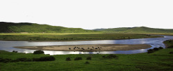 国际旅游四川红原的牦牛高清图片
