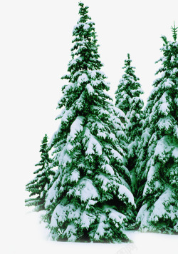冬日雪后树木场景素材