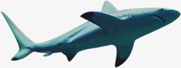 鲨鱼海洋夏日png免抠素材_新图网 https://ixintu.com 夏日 海洋 素材 鲨鱼
