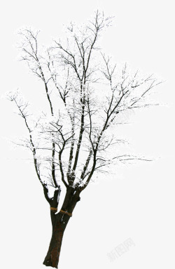 白色雪花树枝素材