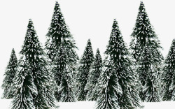 雪地里松树素材