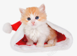 圣诞帽子可爱猫咪小猫素材