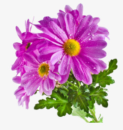 有露水的紫色菊花素材