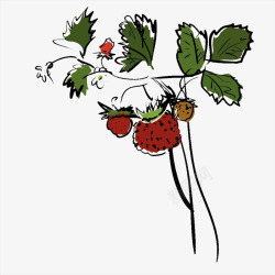 丰收草莓树叶子梗手绘草莓结果高清图片