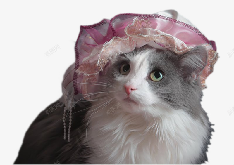 戴着帽子的波斯猫png免抠素材_新图网 https://ixintu.com 可爱 实物 宠物 波斯猫 猫咪