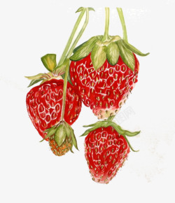 手绘水灵灵的草莓素材