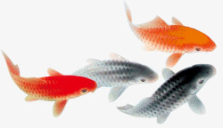 红锦鲤四条金鱼高清图片