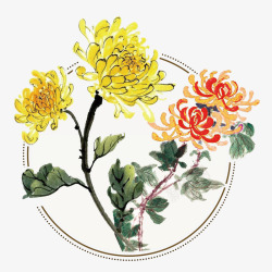 重阳节花朵黄色菊花高清图片