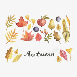 秋天各种暖色树叶果子手绘素材