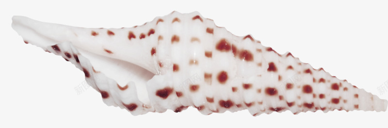 红色点缀海螺贝壳png免抠素材_新图网 https://ixintu.com 海底动物 白色 装饰 装饰素材 贝壳