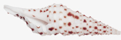 红色点缀海螺贝壳素材