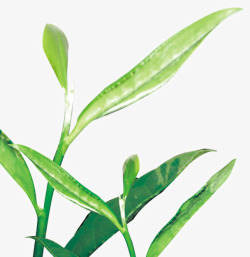 绿色茶叶植物包装插图素材