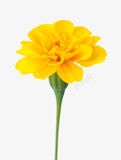 菊花免费png下载万寿菊高清图片