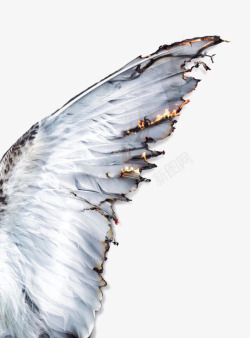 燃烧的翅膀图片白色羽毛高清图片
