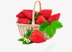 一个竹篮里放满了大颗的新鲜草莓素材