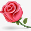 花百合花自然植物玫瑰绿色的表情素材