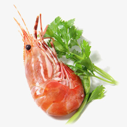 进口熟冻牡丹虾进口熟冻牡丹虾高清图片