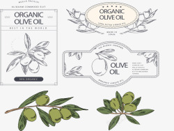 橄榄油标签橄榄油植物标签矢量图高清图片