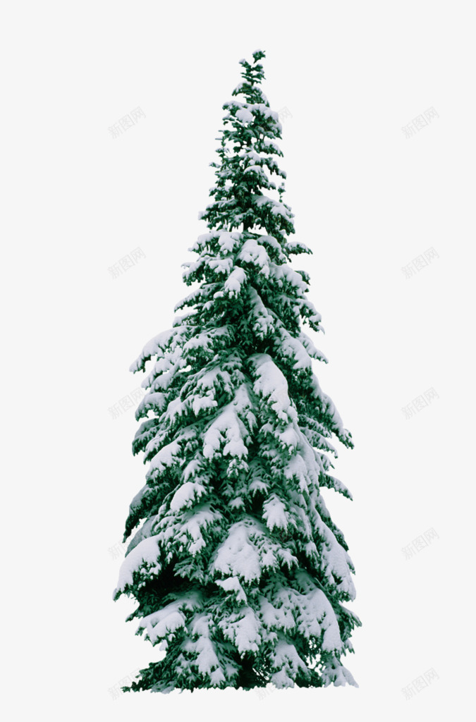 圣诞树圣诞松树png免抠素材_新图网 https://ixintu.com 圣诞 圣诞树 松树
