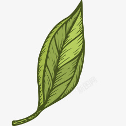 绿茶茶叶手绘插画矢量图素材