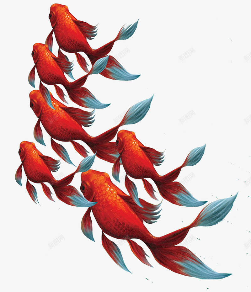 游动中的金鱼png免抠素材_新图网 https://ixintu.com 动物 单页 大海 成堆 游动 金鱼 鱼缸