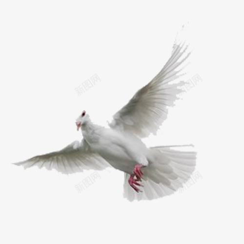 白色羽毛的鸟png免抠素材_新图网 https://ixintu.com 白色羽毛 红色爪子 飞翔 鸟类