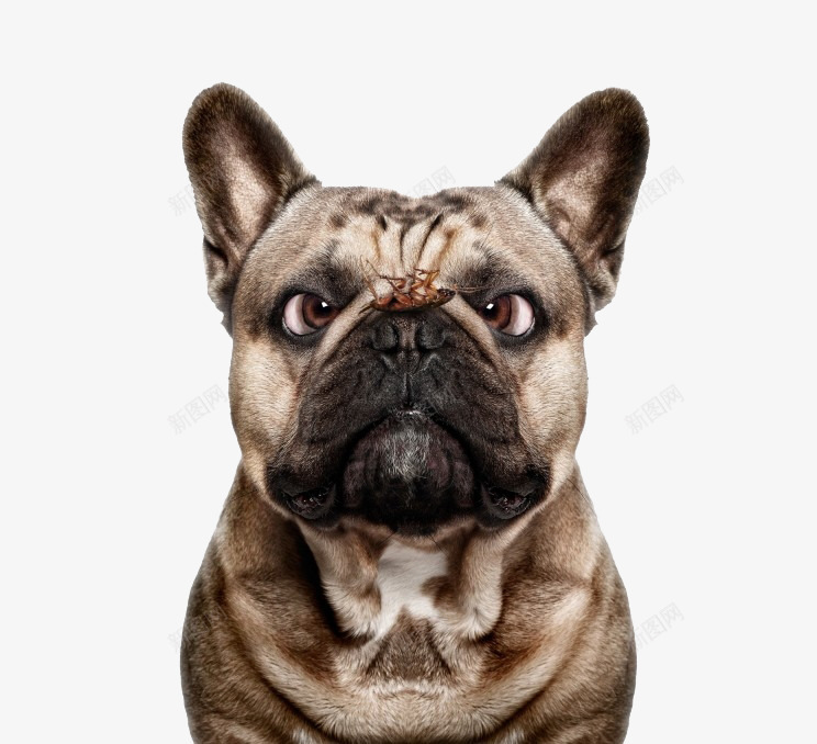 被惊吓的狗png免抠素材_新图网 https://ixintu.com 奇怪表情的狗 斗鸡眼 有表情的狗 狗 翻白眼 翻白眼的狗