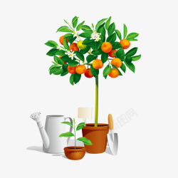 橘子树盆栽素材