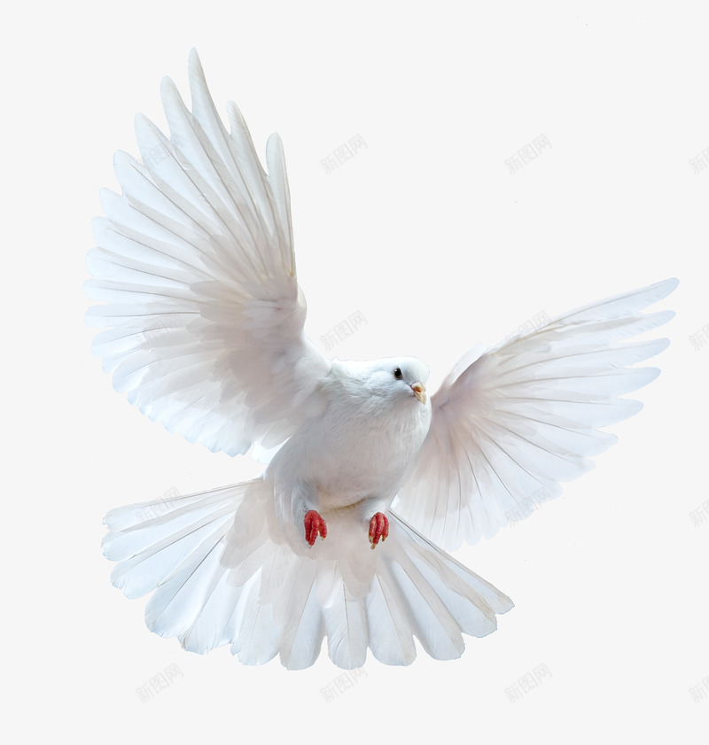白色飞翔的鸽子png免抠素材_新图网 https://ixintu.com 免抠图 效果图 白鸽 羽毛 装饰图 装饰画 飞禽