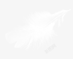 白色漂亮羽毛素材